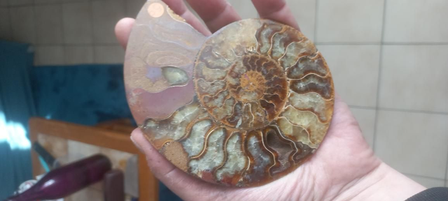 Ammonites