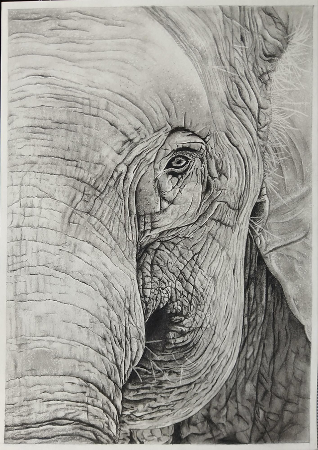 Éléphant d’Asie