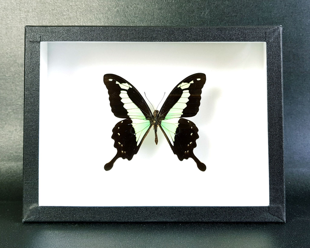 Papilio phorcas