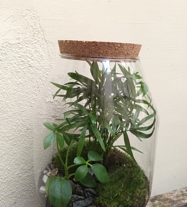 Plante : Terrarium 