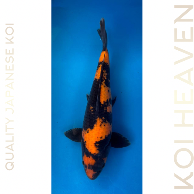 Marusei Koi Farm Hi Utsuri Nisai 40cm