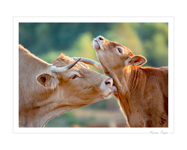 C302 - Amour maternel de la Limousine