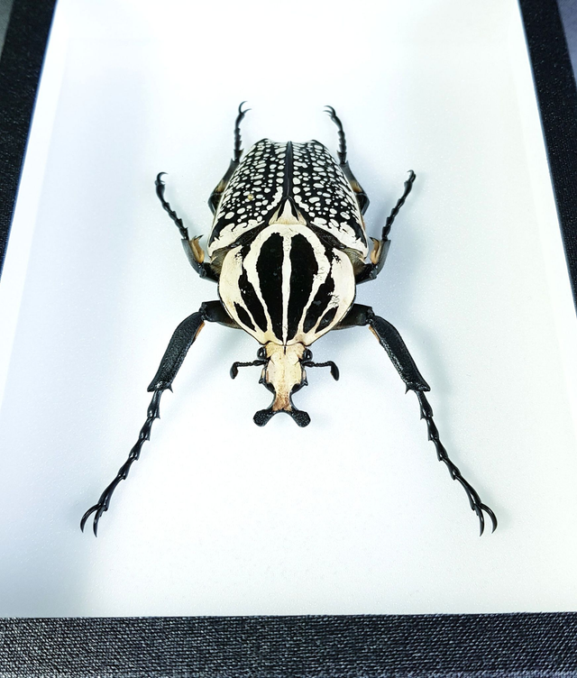 Goliathus goliathus meleagris (mâle)