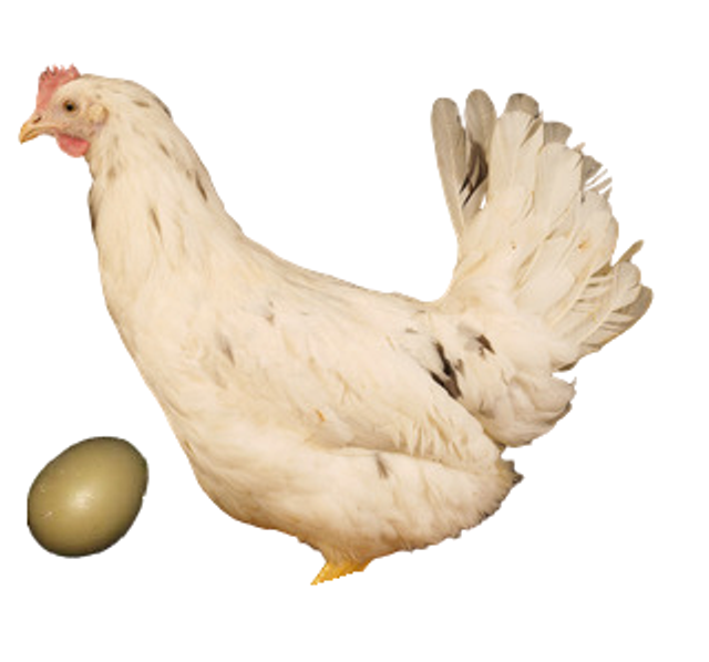 Pondeuse Olive (oeuf vert) 