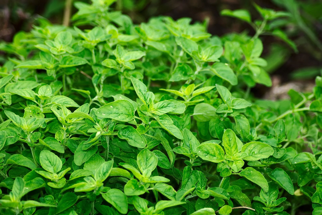  Greek oregano
