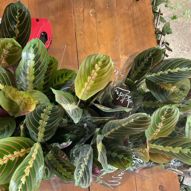 Maranta fascinator