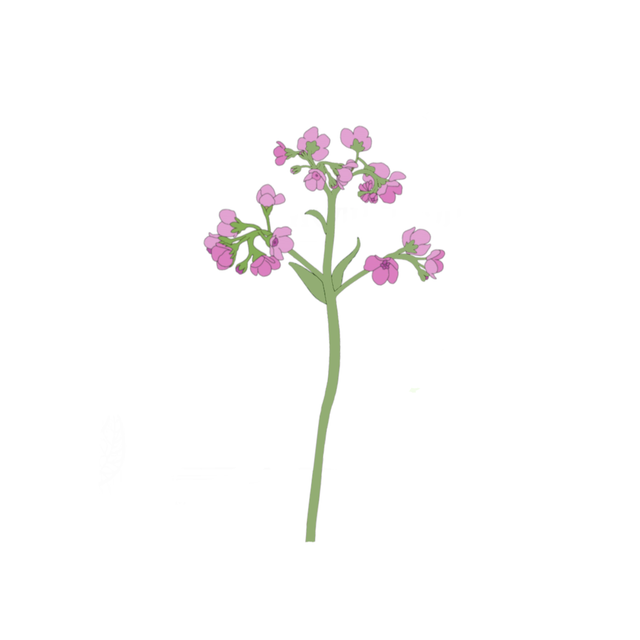 Cynoglossum &#039;Mystery Rose&#039;