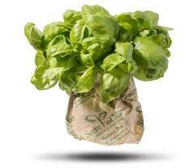 BASILICO DI PRA-SERRE SUL MARE-