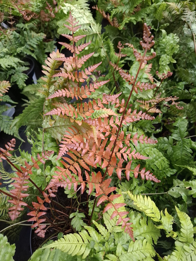 Dryopteris erythrosora 'Koidzumiana'