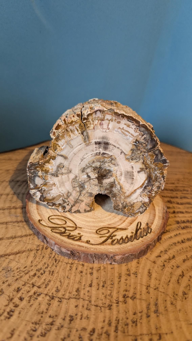 Tranche de Bois Fossilisé 