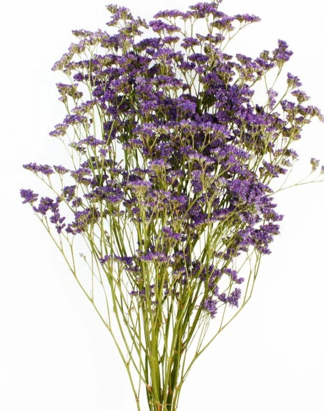 Dried Limonium Purple