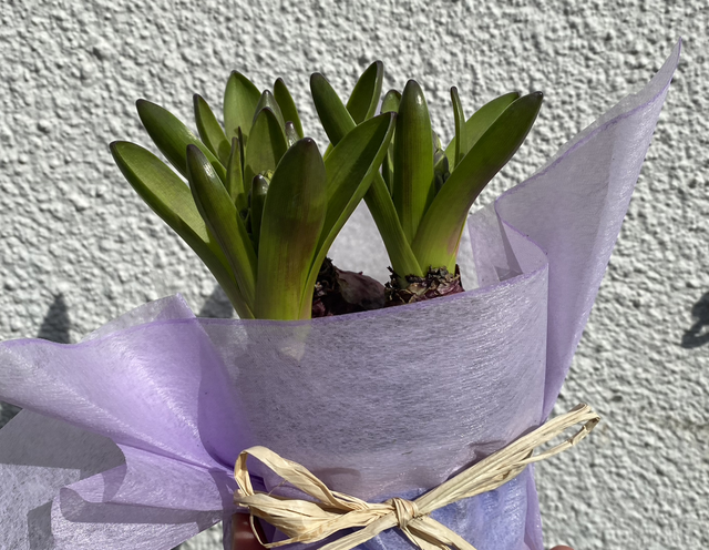 Hyacinth Bulbs - Pink, White, Blue