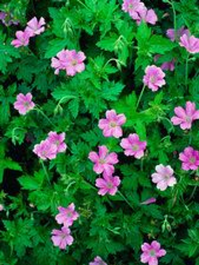 Geranium x oxonianum Claridge Druce 1L