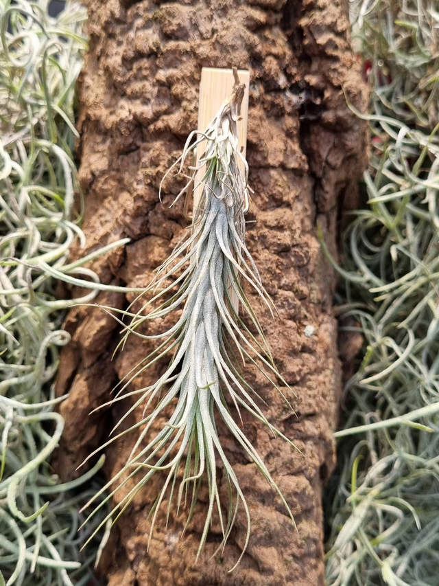 Tillandsia funckiana