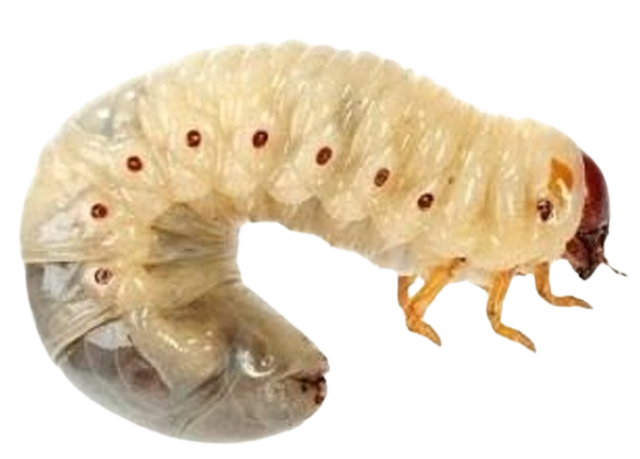 Larve de Cétoine x10