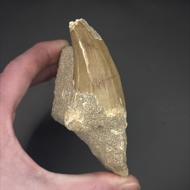 Mosasaur Tooth