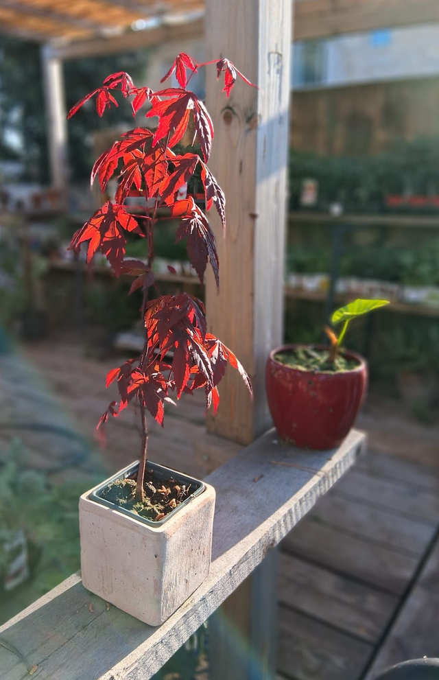 L29 . Acero palmato Atropurpurea in "Cubo terra di Siena 10"