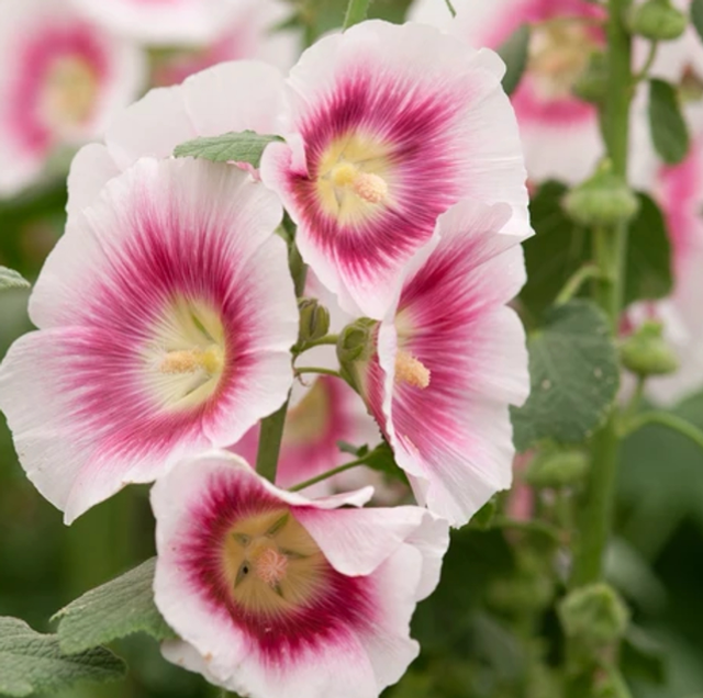 Hollyhock Halo Blush