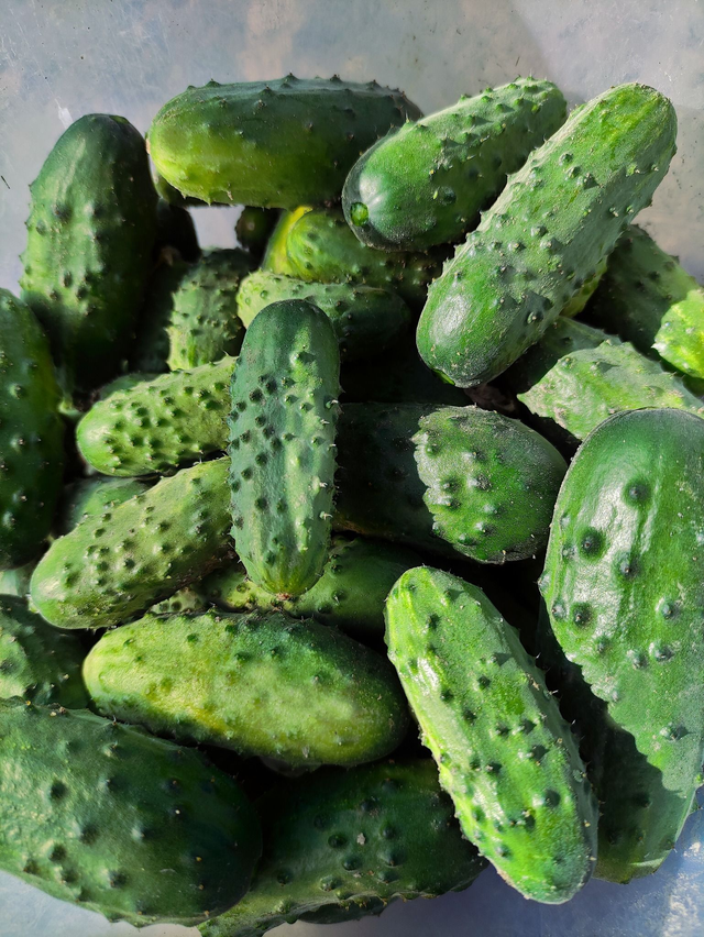 Ogórki gruntowe EKO / 1kg
