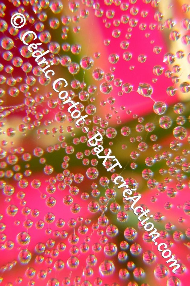 Impression sur alu dibond - Rosée et gouttes de pluie (ref 0178 )