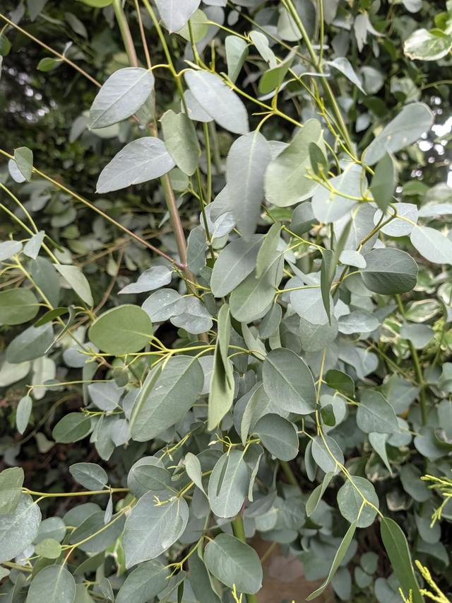 Fresh Eucalyptus Foliage