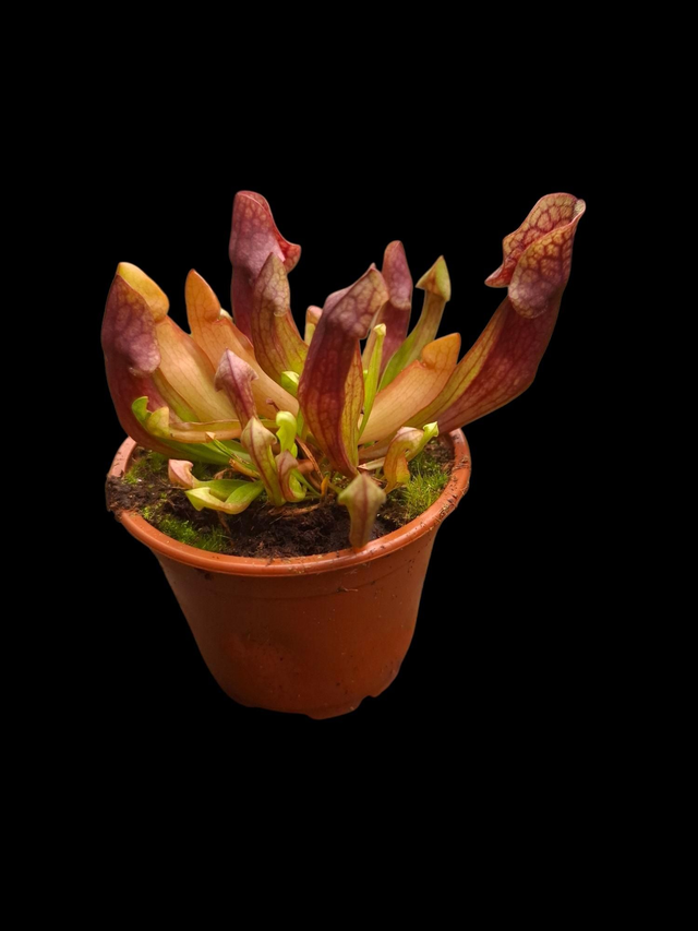Sarracenia x mitchelliana 