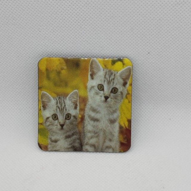 Chat - British shorthair chaton