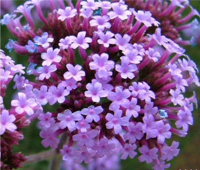 verbena bonariensis - 1ltr pot