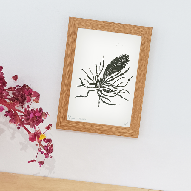 Tillandsia. Sagittaire