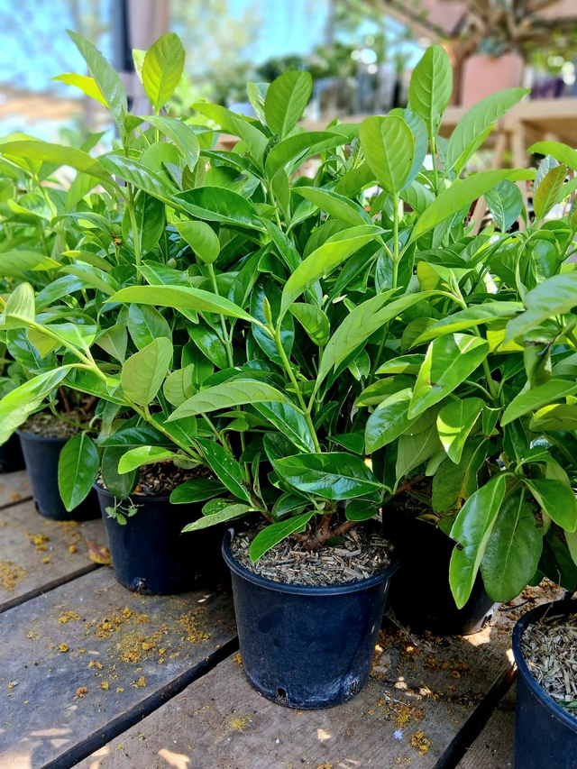 Q01 . Viburnum Lucidum