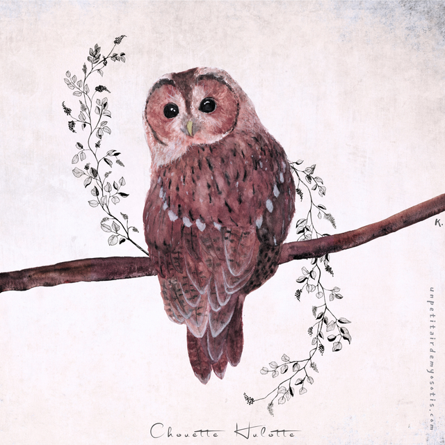 Carte postale Chouette hulotte