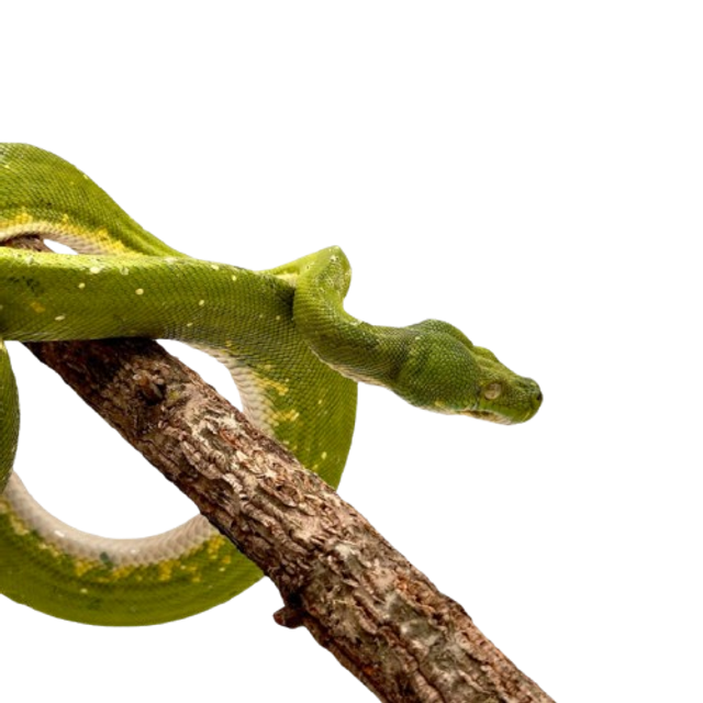 Morelia Viridis - Python Vert