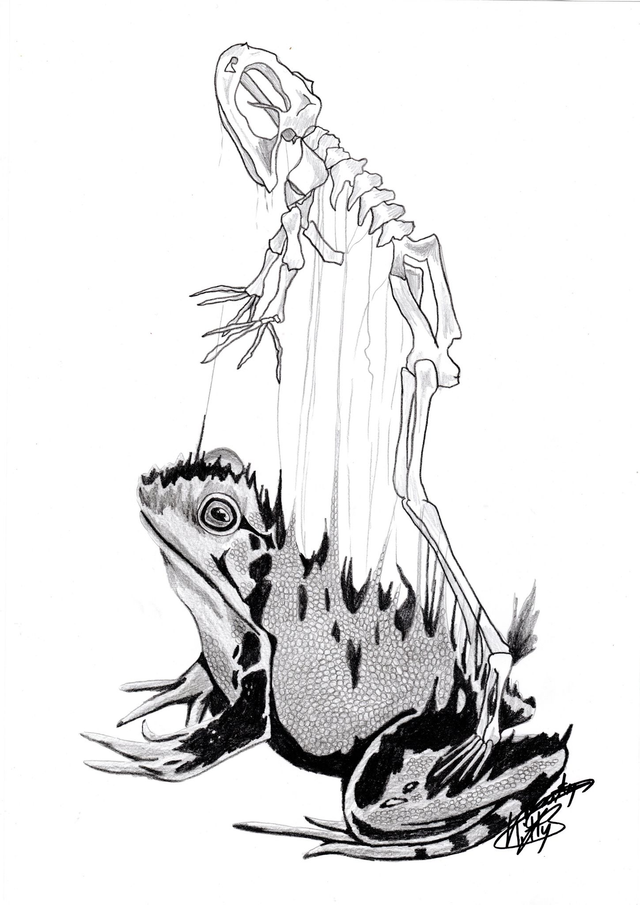 au fond des choses grenouille