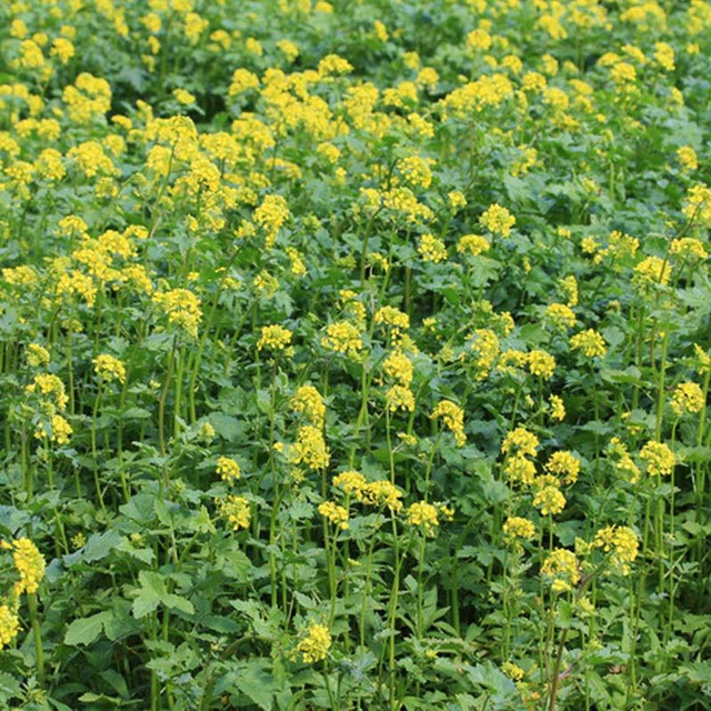 Moutarde blanche - MARYNA