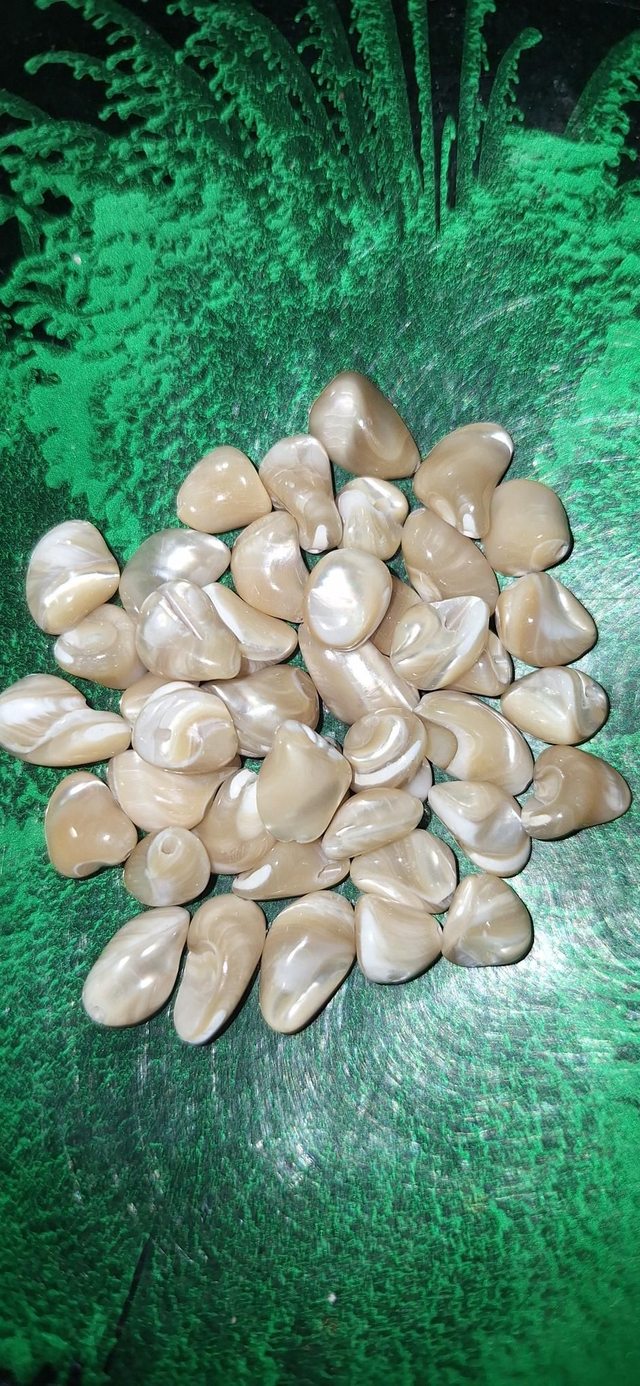 Trochus shell 7-10mm