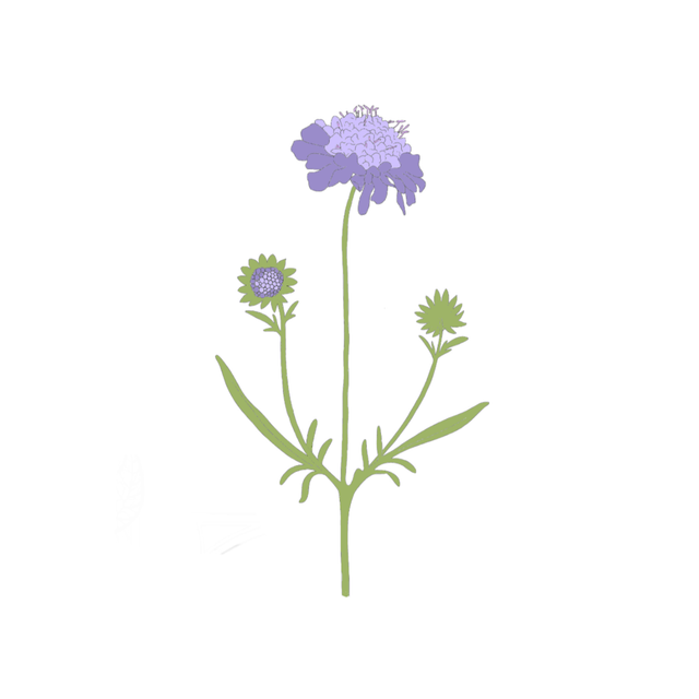 Scabious antropurpurea &#039;Lavender&#039;