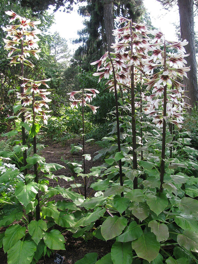 Cardiocrinum giganteum- Giant Himalayan Lily P9 