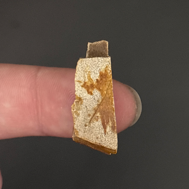 Dromaeosaurid “Raptor” Bone