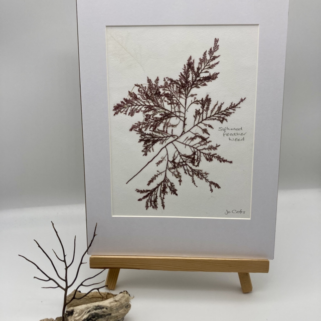 Real Pressed Seaweed 