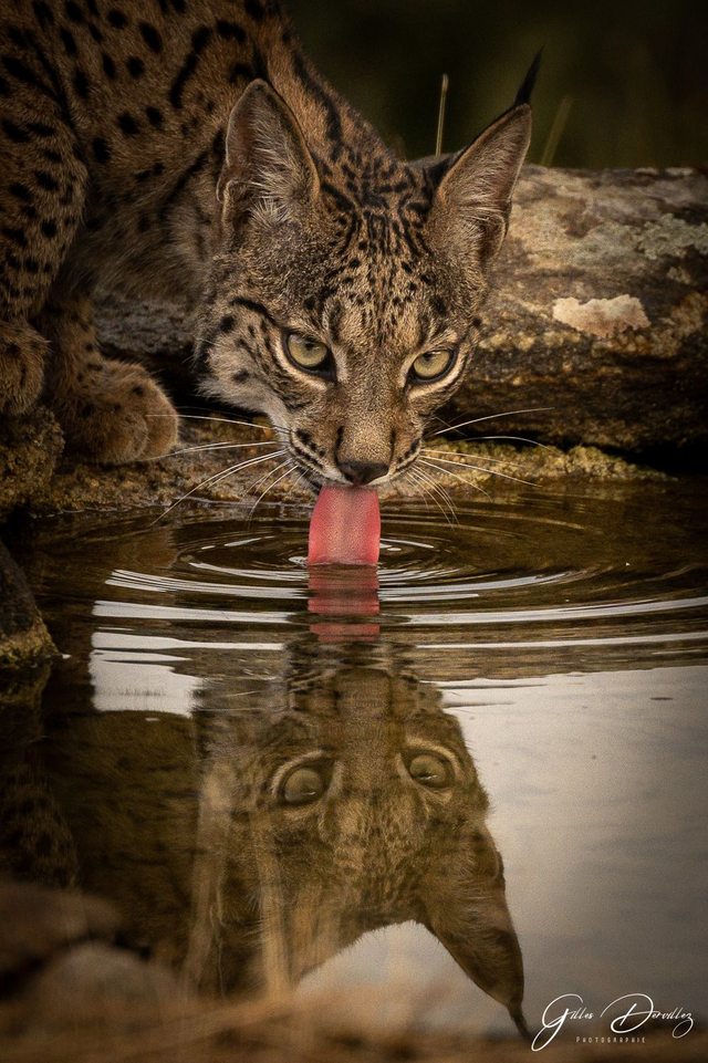 FS032 - Lynx ibérique