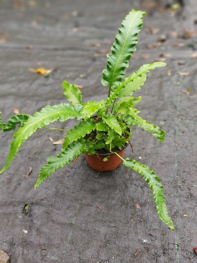 Asplenium scol. ‘Angustifolia’ 1 litre 