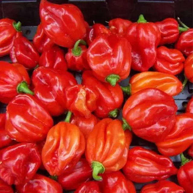 Scotch bonnet hot pepper