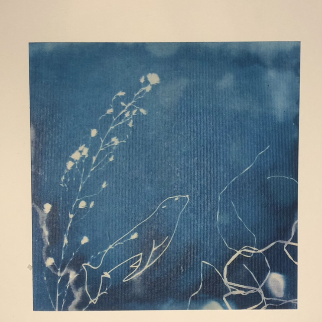 Cartes - L’otarie de l’espoir