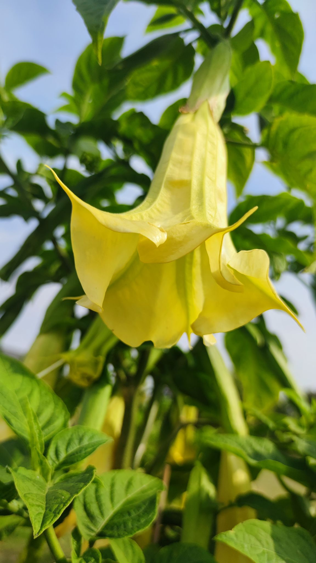 Eņģeļtaure "DS Sorbet Citron"