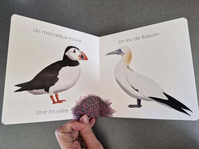 Mon premier imagier : La côte de granit rose