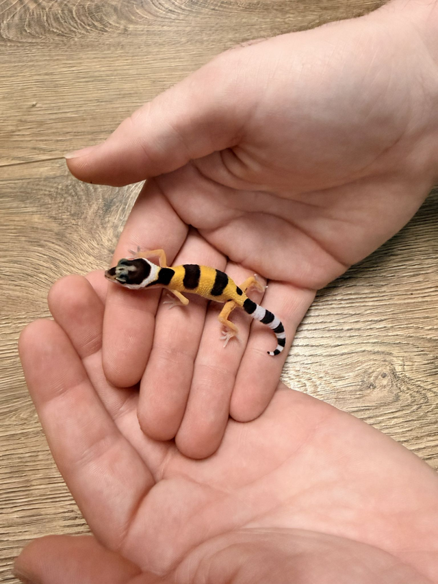 CB26 Leopard Gecko - Hypo