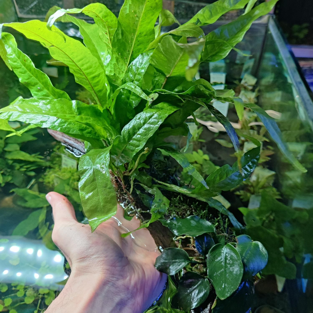 3 planten op hout mix 5413953357551