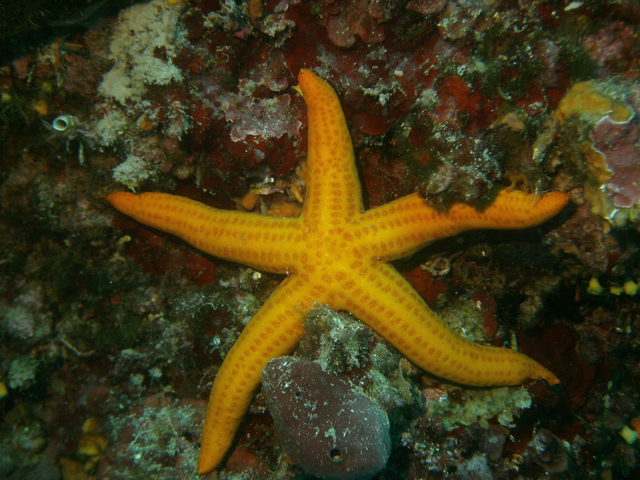 10er Tauchpaket Mit Guide