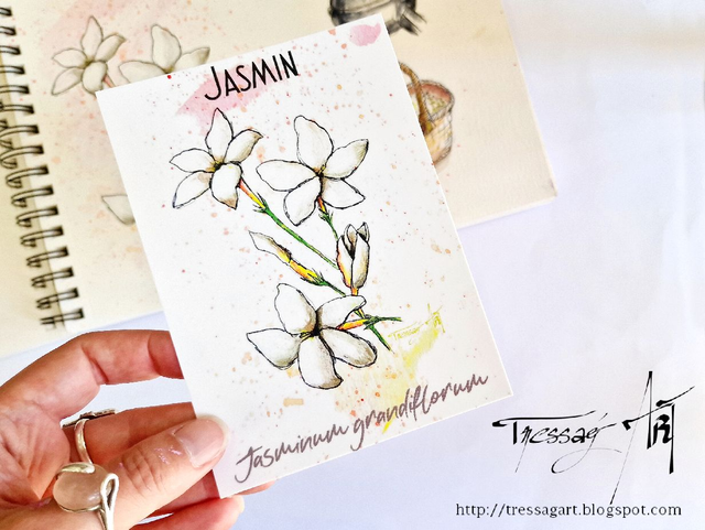 CARTE &quot;PLANTES A PARFUM&quot; de Grasse - Jasminum grandiflorum - Jasmin - TR00709