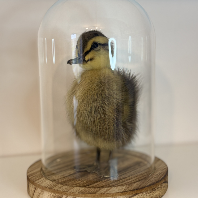 Taxidermy Duck